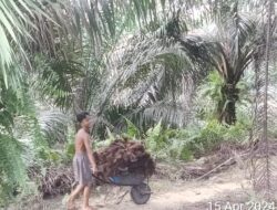 Di Duga Kepala Rombongan PT Inti Indosawit Subur Kebun Ukui KUK Pekerjakan Karyawan di Bawah Umur