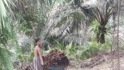 Di Duga Kepala Rombongan PT Inti Indosawit Subur Kebun Ukui KUK Pekerjakan Karyawan di Bawah Umur