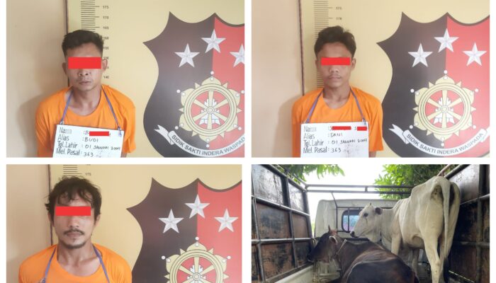 Polsek Marbau Bersama Satpam Tangkap 03 Orang Pencuri 02 Ekor Ternak Sapi