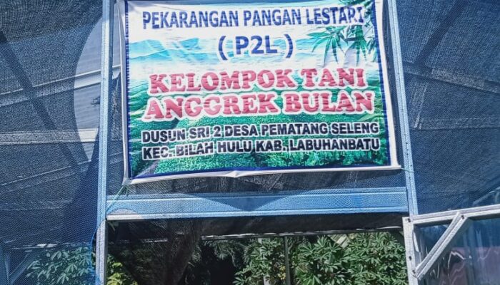 Kepala Desa Pematang Seleng Kecamatan Bilah Hulu, Berbohong Kepada Publik.