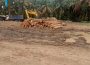 Lapor Pak Kapolri. Gudang Pengeloha Kayu Yang di Duga ILegal Masi Merajalela Beroperasi