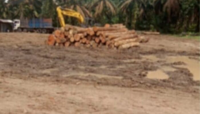Lapor Pak Kapolri. Gudang Pengeloha Kayu Yang di Duga ILegal Masi Merajalela Beroperasi