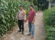 Bhabinkamtibmas Polsek Perdagangan Dukung Program Ketahanan Pangan di Ladang Jagung