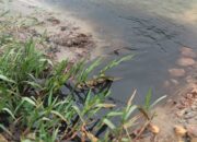 Pabrik berondolan sawit di Dusun Bangun sari buang limbah ke Aek Katia Desa Janji 
