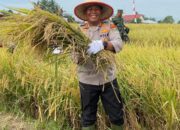 Kapolres Simalungun Hadiri Panen Raya Padi, Wujudkan Ketahanan Pangan Menuju Swasembada Nasional