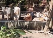 Wah, Keren Kepala Desa N3 Kecamatan Bilah Hulu Memiliki Puluhan Ekor Ternak Lembu