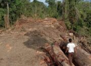 Satgas PKH Kejatisu Diminta Tangkap Mafia Dan Oknum Pejabat Terlibat Illegal Loging Perambahan Kawasan Hutan Lindung Bukit Barisan Di Kabupaten Labura.