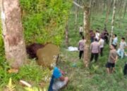 Remaja Putri 15 Tahun Ditemukan Tewas di Areal Perkebunan Bridgestone Simalungun, Polisi Lakukan Penyelidikan Intensif