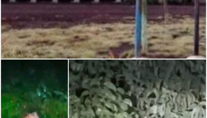 Harimau Induk dan Anak Muncul Tak Jauh dari Sekolah, SDN 016 Teluk Naga Tingkatkan Kewaspadaan