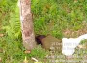 Cinta Berujung Maut, Pelajar 15 Tahun Dituntut 10 Tahun atas Pembunuhan Berencana👇👇