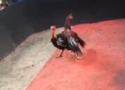 Diduga” Ganden”Kebal Hukum, Gelanggang Sabung Ayam Beroperasi Bebas di Area PT Milano Merbau
