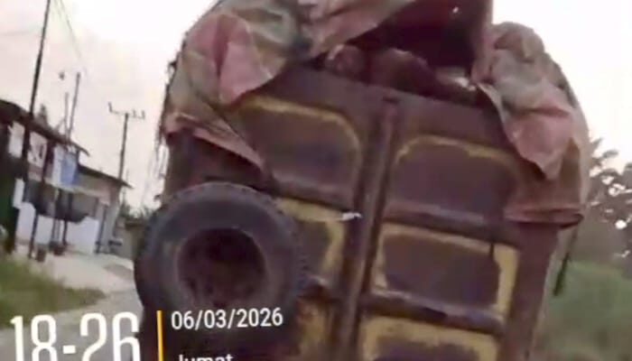 Petani Sawit ‘Menjerit’ Bajing Loncat Menggila di Wilkum Labusel