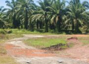 Diduga Kembali Beroperasi, Peredaran Sabu di Lokasi “Sapu Lidi” Jalan Bypass Rantau Selatan Resahkan Warga: APH Diminta Bertindak Tegas dan Tuntas