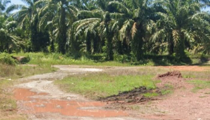 Diduga Kembali Beroperasi, Peredaran Sabu di Lokasi “Sapu Lidi” Jalan Bypass Rantau Selatan Resahkan Warga: APH Diminta Bertindak Tegas dan Tuntas
