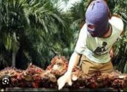 Oknum Anggota  DPRD Labusel Laporkan Pencurian Sawit, Warga: Seharusnya Edukasi,Bukan Main Lapor