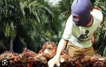 Oknum Anggota  DPRD Labusel Laporkan Pencurian Sawit, Warga: Seharusnya Edukasi,Bukan Main Lapor