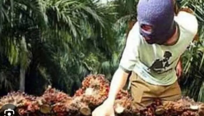 Oknum Anggota  DPRD Labusel Laporkan Pencurian Sawit, Warga: Seharusnya Edukasi,Bukan Main Lapor